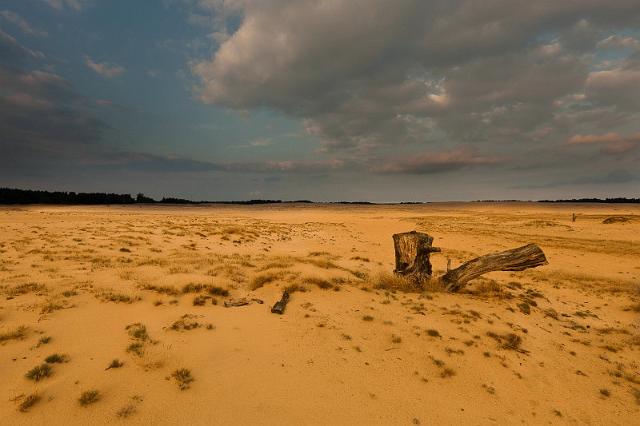 24 Hoge Veluwe, de pollen.jpg